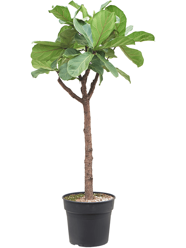 
                  
                    Ficus Lyrata
                  
                