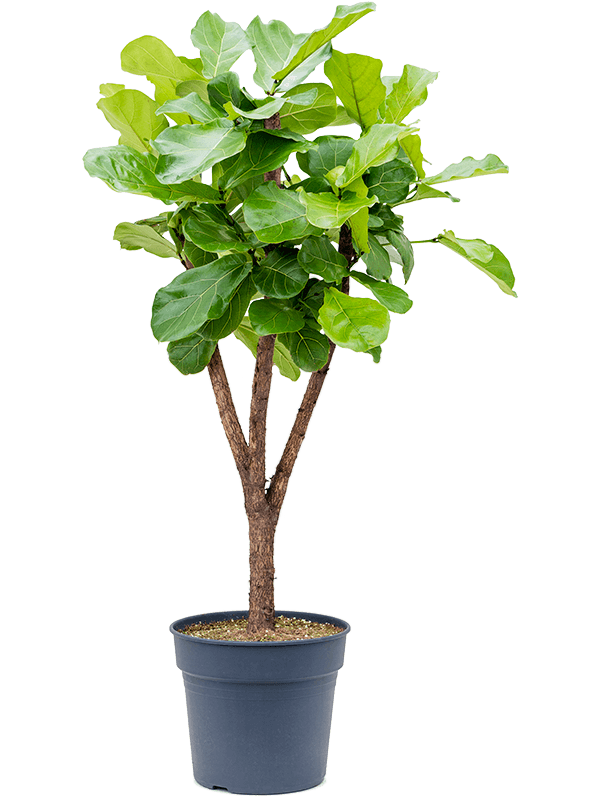 
                  
                    Ficus Lyrata
                  
                