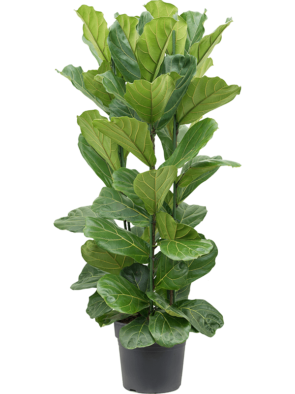 
                  
                    Ficus Lyrata
                  
                