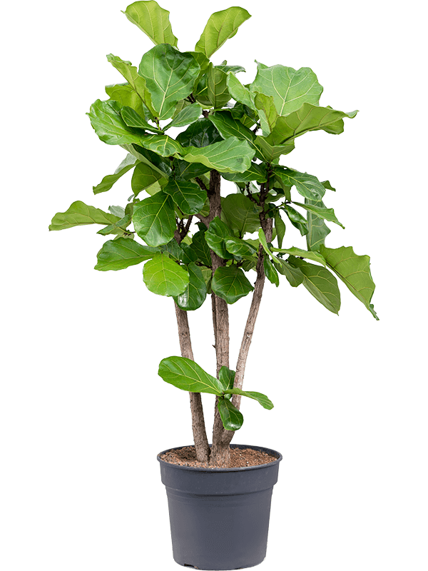 
                  
                    Ficus Lyrata
                  
                