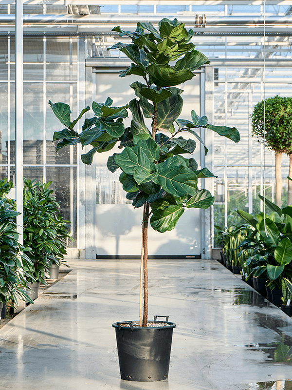 
                  
                    Ficus Lyrata
                  
                
