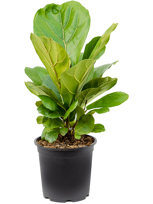 
                  
                    Ficus Lyrata
                  
                