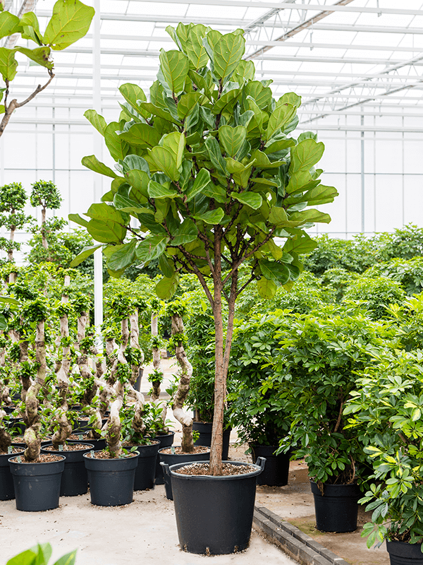 
                  
                    Ficus Lyrata
                  
                