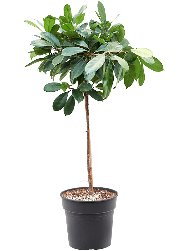 
                  
                    Ficus cyathistipula
                  
                