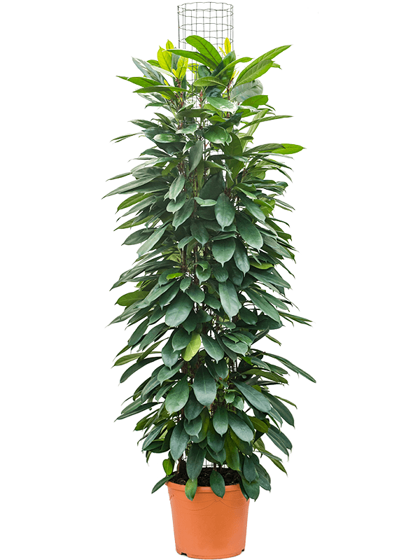 
                  
                    Ficus cyathistipula.
                  
                