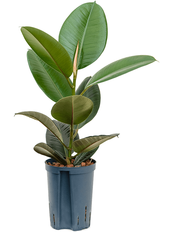 
                  
                    Ficus elastica Robusta
                  
                
