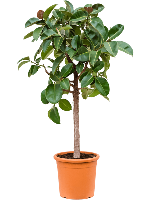 
                  
                    Ficus elastica Robusta
                  
                