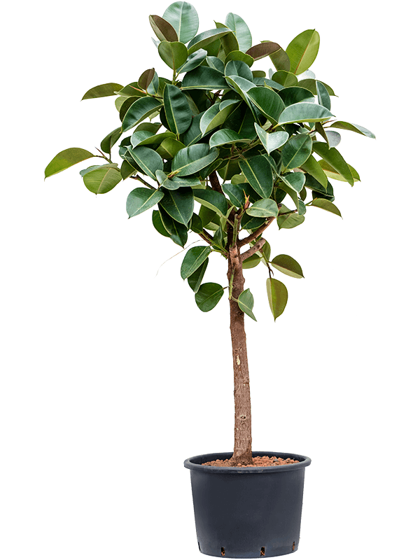 
                  
                    Ficus elastica Robusta
                  
                