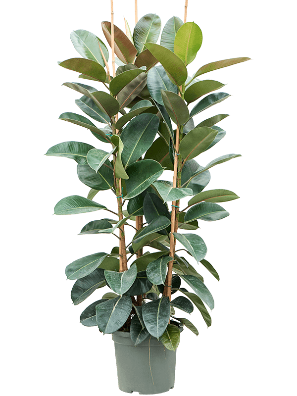 
                  
                    Ficus elastica Robusta
                  
                