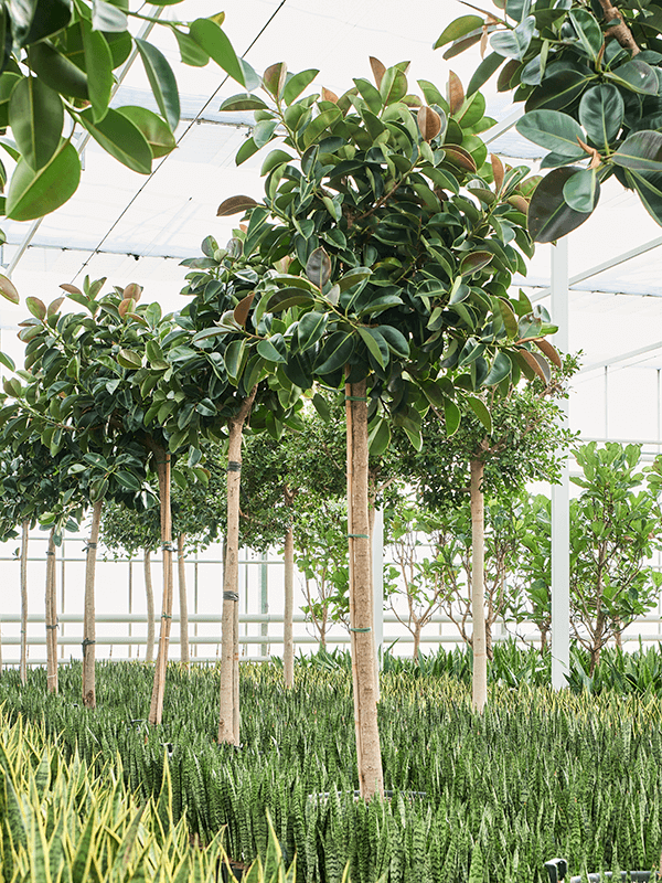 
                  
                    Ficus elastica Robusta
                  
                