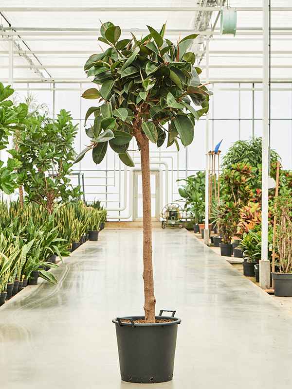 FICUS ELASTICA ROBUSTA pianta da vaso, Ficus del caucciù, 27 cm - Italia FICUS ELASTICA ROBUSTA pianta da vaso, Ficus del caucciù, 27 cm - Italia