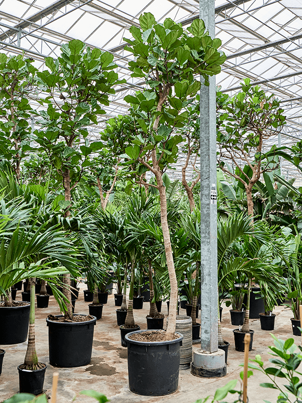 
                  
                    Ficus Lyrata
                  
                