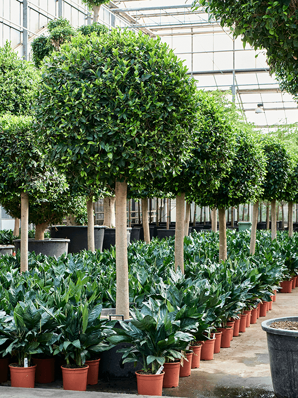 
                  
                    Ficus microcarpa 'Nitida'
                  
                