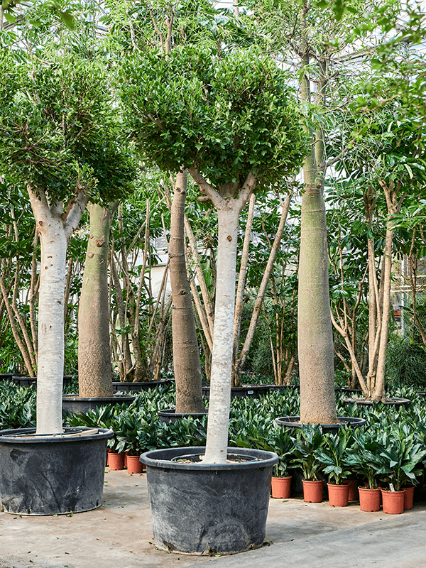 
                  
                    Ficus microcarpa 'Nitida'
                  
                