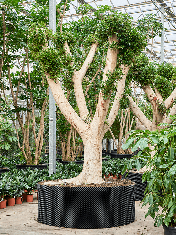 
                  
                    Ficus microcarpa 'Nitida'
                  
                