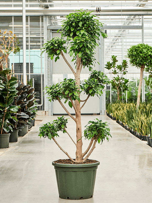 
                  
                    Ficus microcarpa 'Nitida'
                  
                
