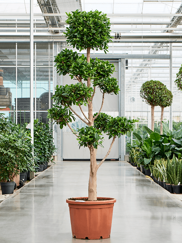 
                  
                    Ficus microcarpa 'Nitida'
                  
                