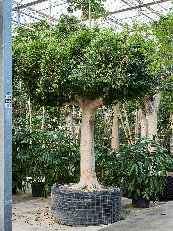 
                  
                    Ficus microcarpa 'Nitida'
                  
                