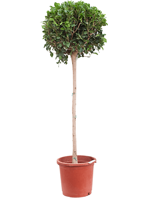 
                  
                    Ficus microcarpa 'Nitida'
                  
                