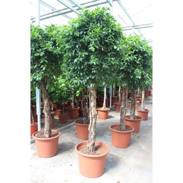 
                  
                    Ficus microcarpa 'Nitida'
                  
                