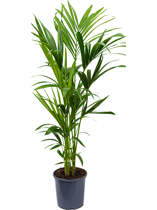 
                  
                    Kentia Howea forsteriana
                  
                