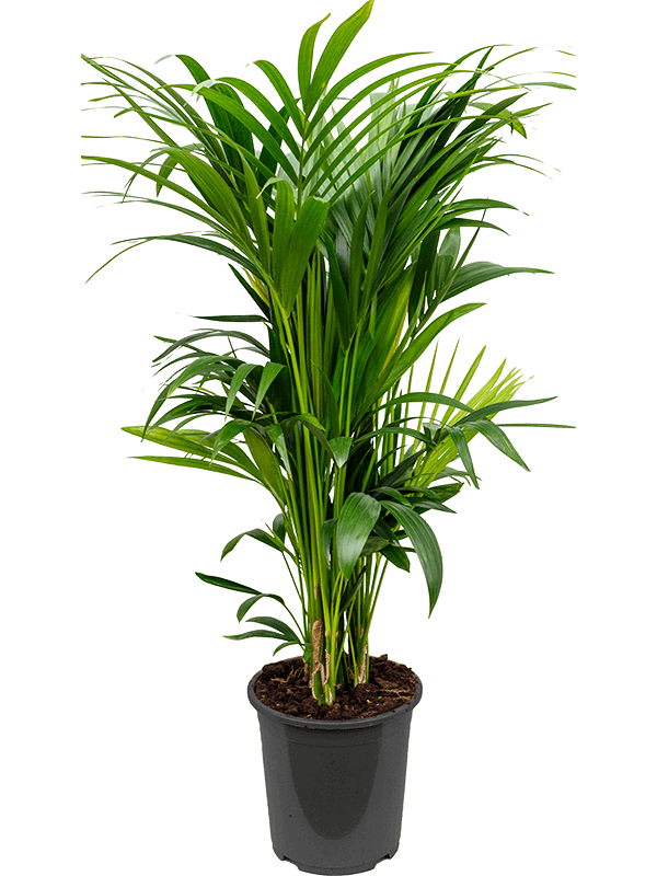 
                  
                    Kentia Howea forsteriana
                  
                