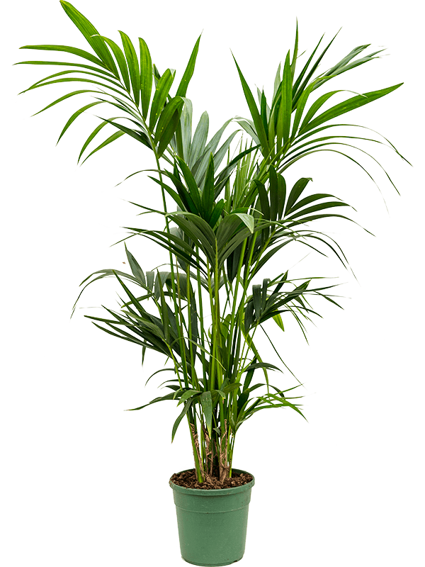 
                  
                    Kentia Howea forsteriana
                  
                