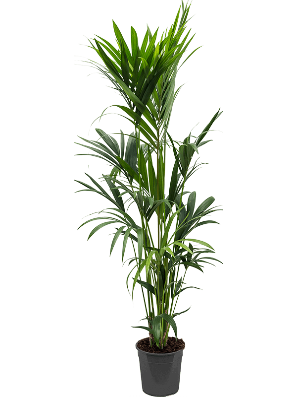 
                  
                    Kentia Howea forsteriana
                  
                
