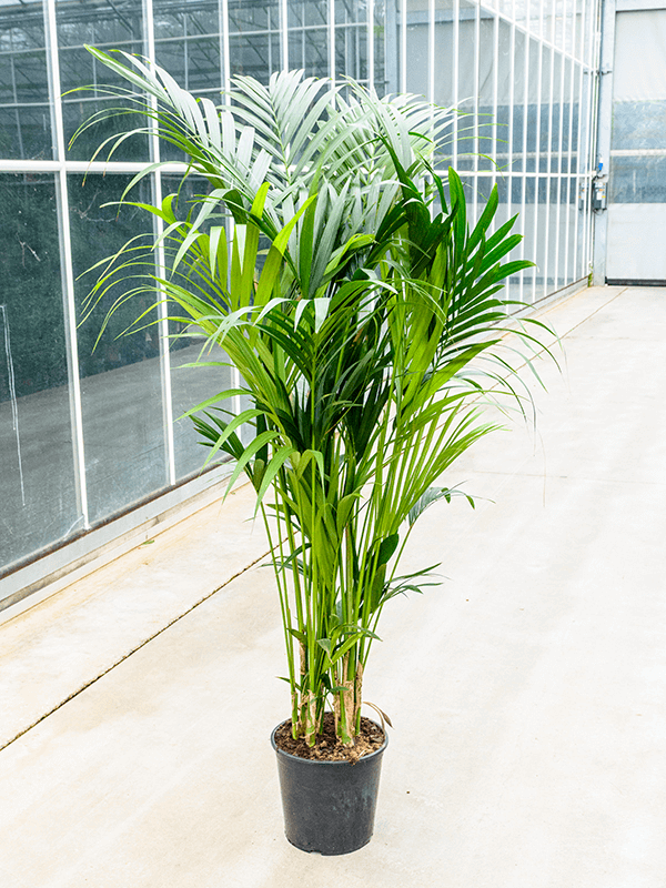 
                  
                    Kentia Howea forsteriana
                  
                