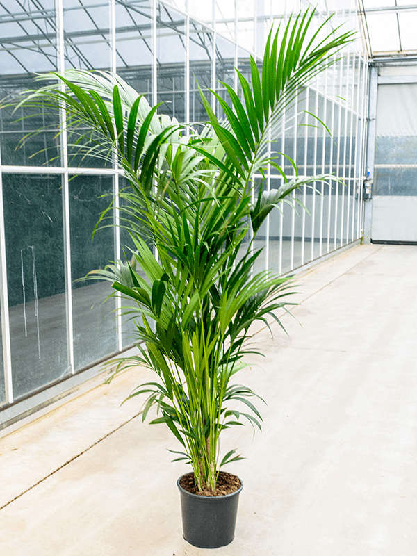 
                  
                    Kentia Howea forsteriana
                  
                