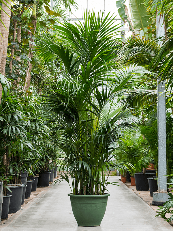 
                  
                    Kentia Howea forsteriana
                  
                