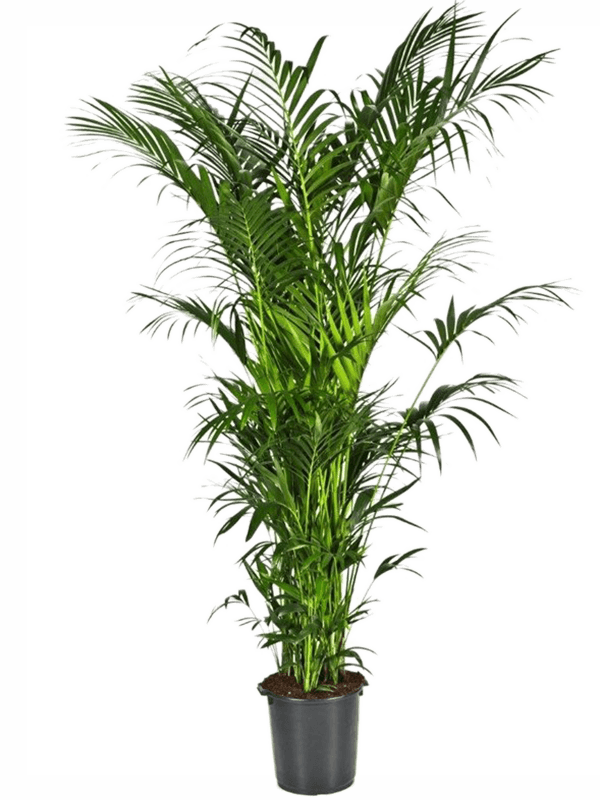 
                  
                    Kentia Howea forsteriana
                  
                