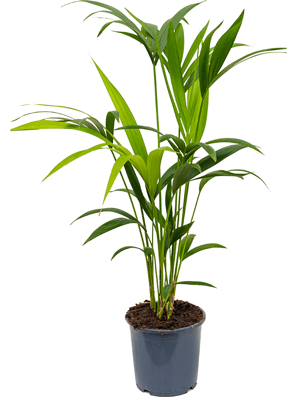 
                  
                    Kentia Howea forsteriana
                  
                