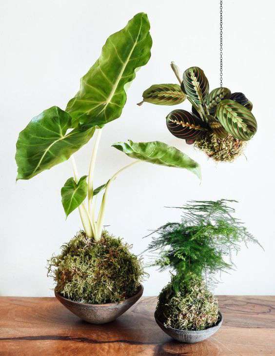 Des kokedama sur table en bois, boules de mousses naturelle, un alocasia un asparagus et une marantha en kokedam, suspendu ou dans leur coupelles de presentation, ce service et ces produits sont proposé en atelier par la jardinerie Béziers Natura