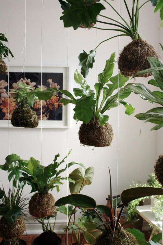 
                  
                    Des kokedama suspendus, boules de mousses naturelle, un piléa, un  monstera , un asparagus et une fougere, en kokedama, suspendu ou dans leur coupelles de presentation, ce service et ces produits sont proposés en atelier par la jardinerie Béziers Natura
                  
                