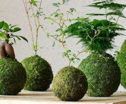 
                  
                    Des kokedama sur table en bois, boules de mousses naturelle, un ficus ginseng, un asparagus et une marantha en kokedam, suspendu ou dans leur coupelles de presentation, ce service et ces produits sont proposé en atelier par la jardinerie Béziers Natura
                  
                
