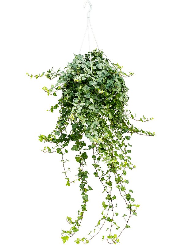 
                  
                    Lierre Hedera helix 'Wonder'
                  
                