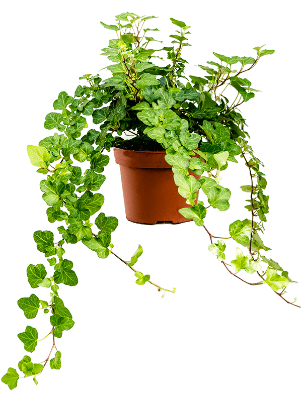 
                  
                    Lierre Hedera helix 'Wonder'
                  
                