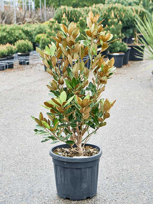 Magnolia grandiflora 'Little Gem