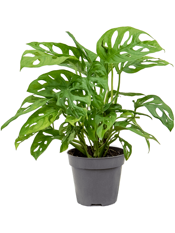 Monstera Obliqua