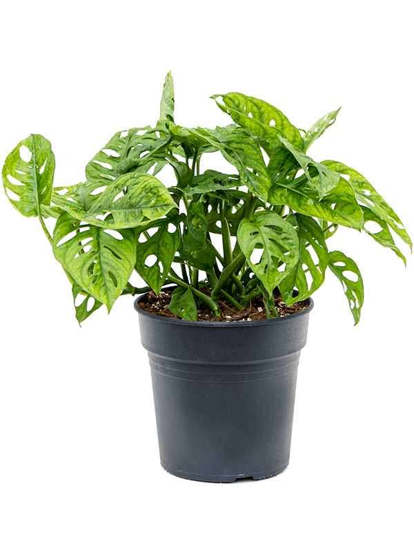 
                  
                    Monstera Obliqua
                  
                