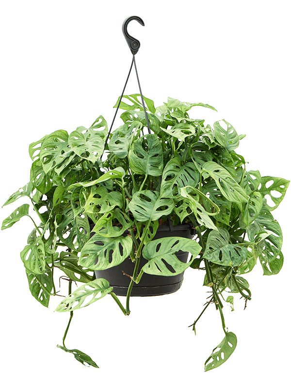 
                  
                    Monstera Obliqua
                  
                