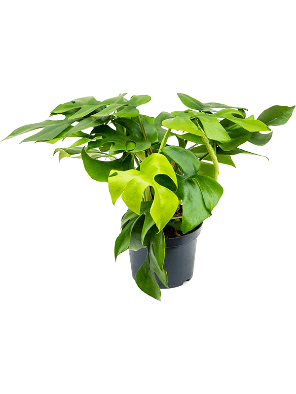 
                  
                    Monstera Minima
                  
                
