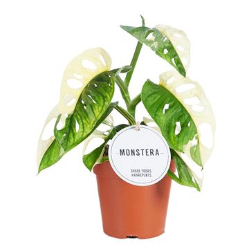 Monstera adansonii variegata