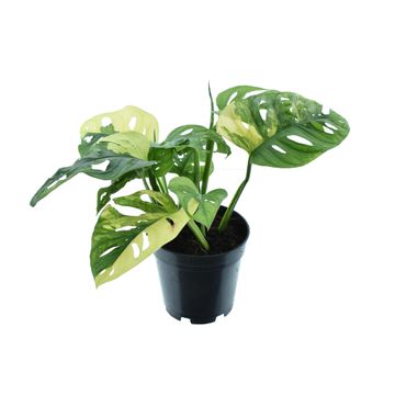 Monstera adansonii 'Aurea'