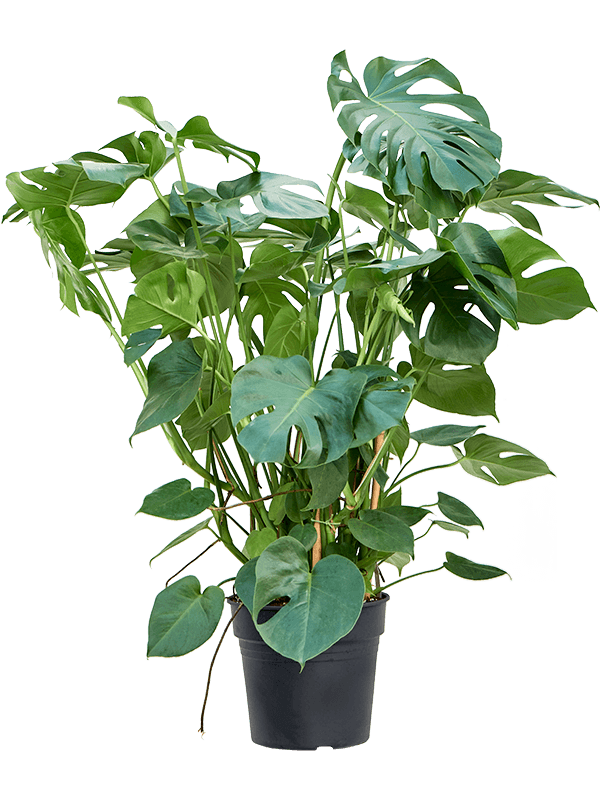 
                  
                    Monstera deliciosa
                  
                