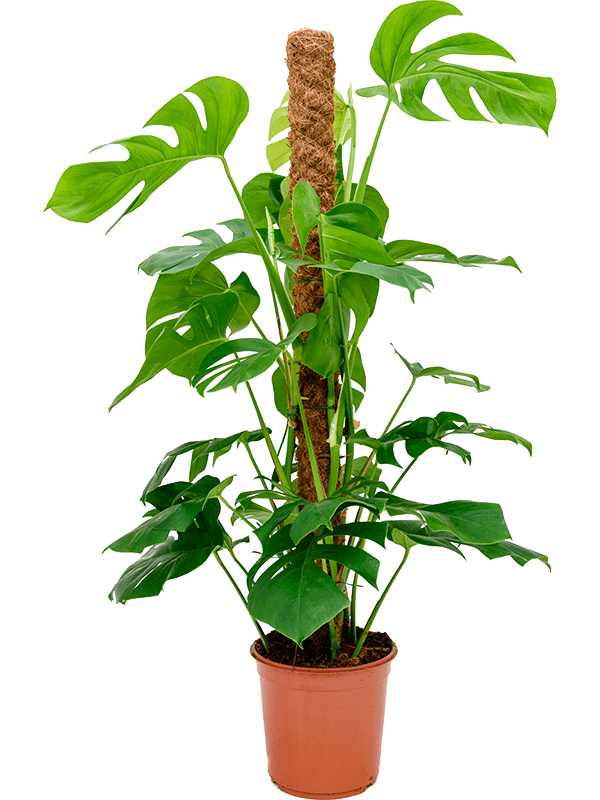 
                  
                    Monstera deliciosa
                  
                
