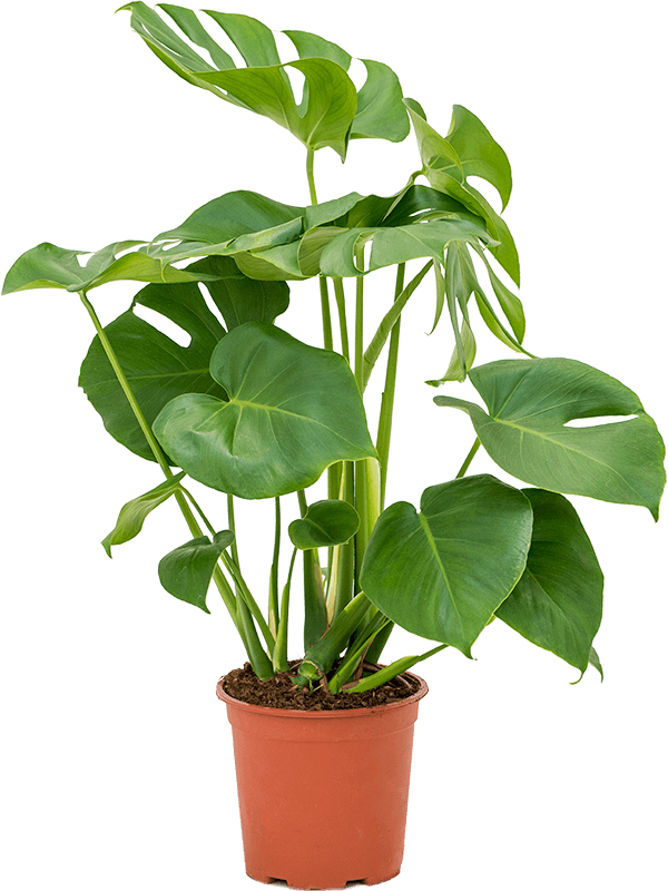 
                  
                    Monstera deliciosa
                  
                