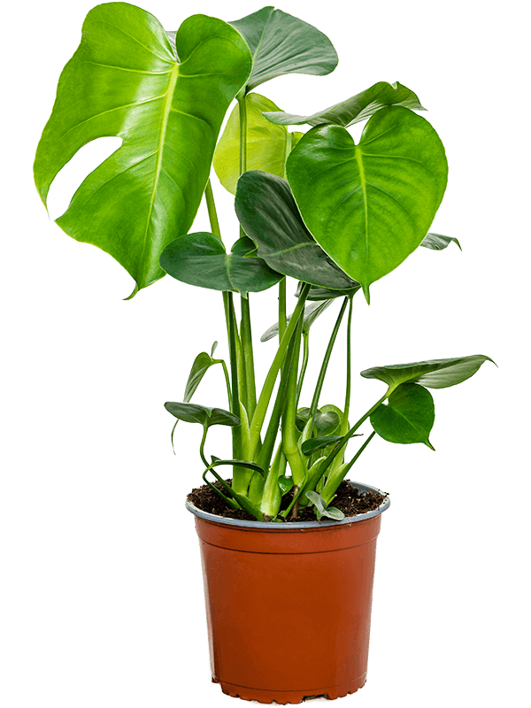 
                  
                    Monstera deliciosa
                  
                