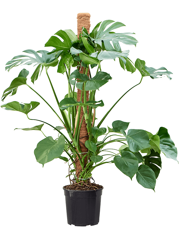 
                  
                    Monstera deliciosa
                  
                